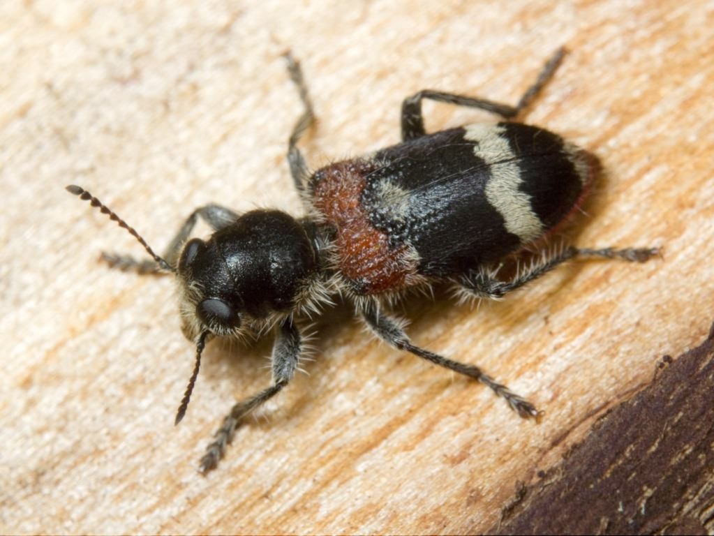 Clerus mutillarius Fabricius, 1775